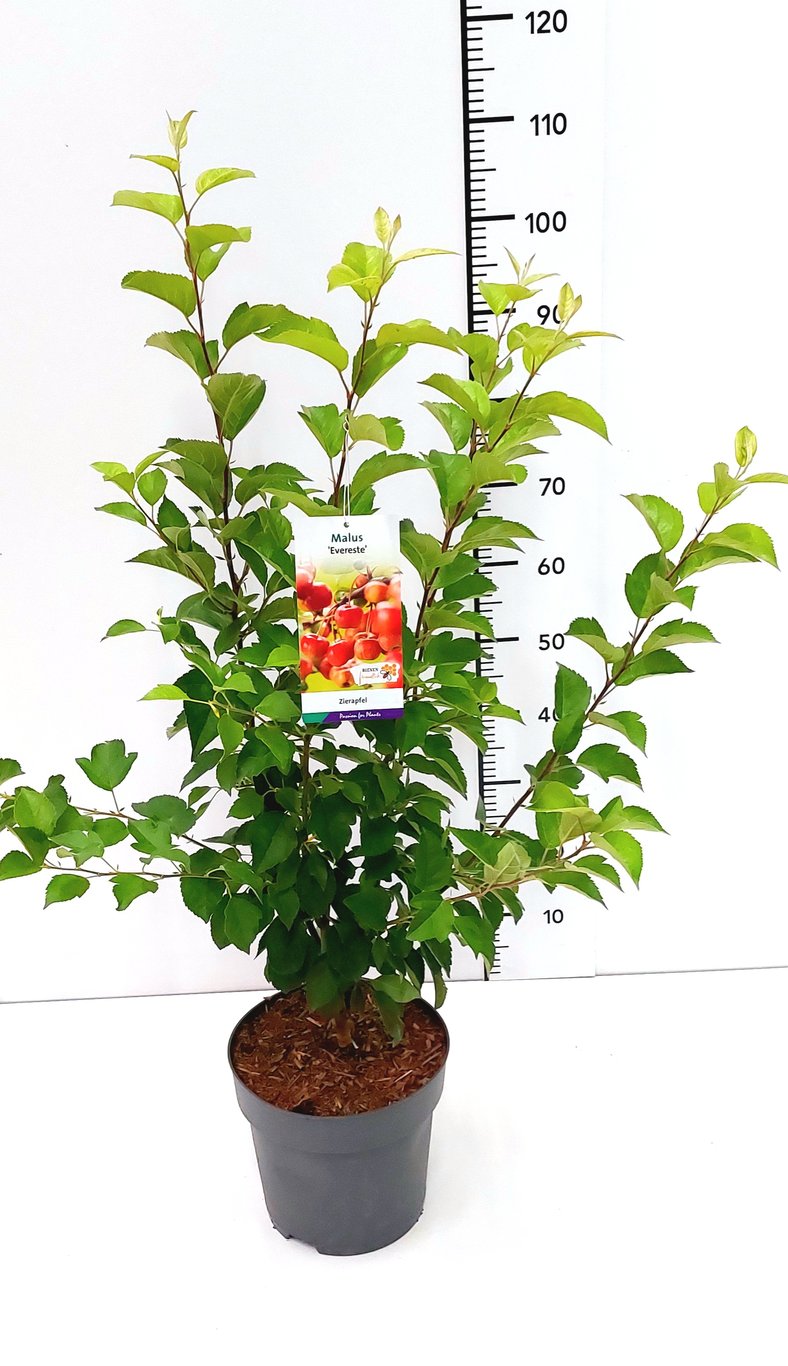 Malus 'Evereste' - C7.5 80-100 CM